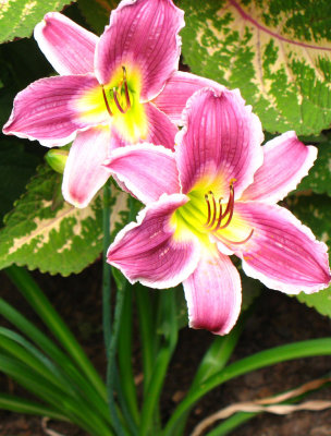 Daylily-Coleus