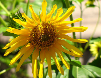 Yellow daisy