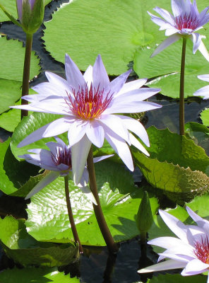 waterlily