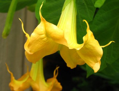 Yellow Bells