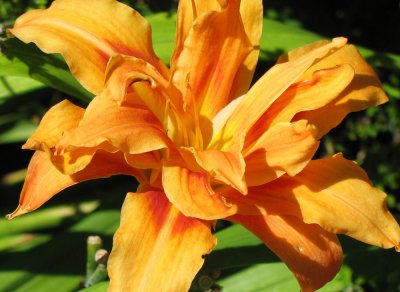 double day lily