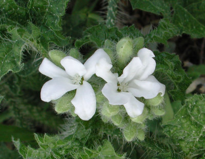 Cuero TX - Wild flowers 3