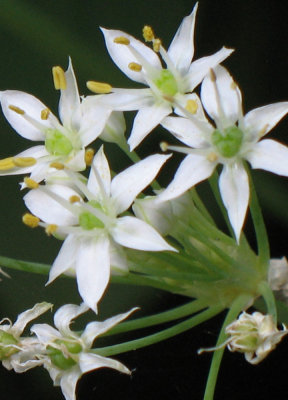 Garlic Chive