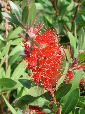 Bottlebrush