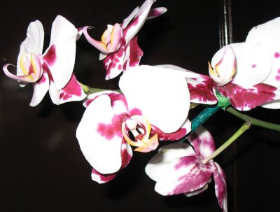 Touch of color: Orchid