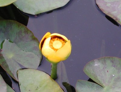 simple water lily