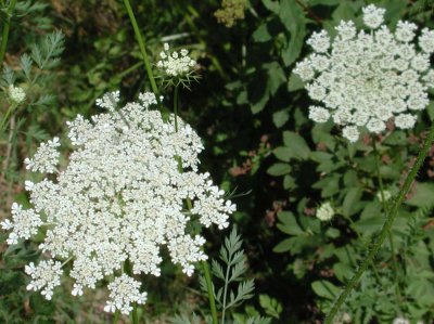 Queen Anne's Lace 2