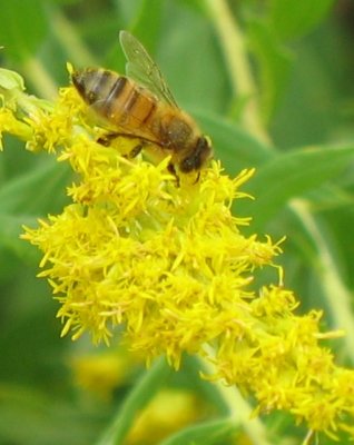 Goldenrod and friend