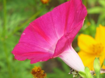 Red Morning Glory