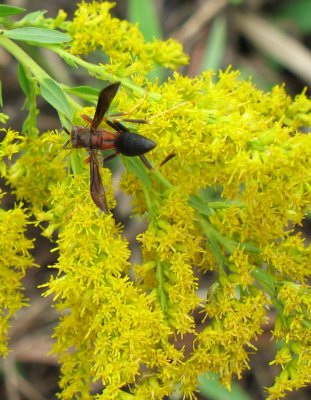 Goldenrod and wasp