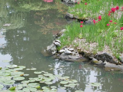 Turtles and Pond
