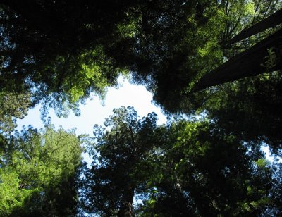 Redwoods near Santa Cruz