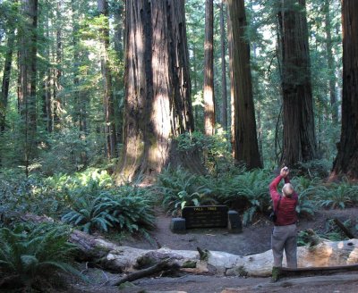 Redwoods: Shooting UP!