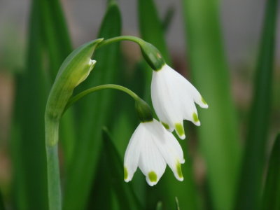  Galanthus Nivalis, otherwise known as a 'Snowdrop'