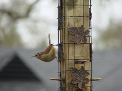 Wren