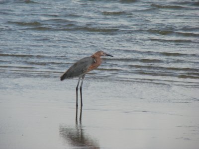 redddish egret