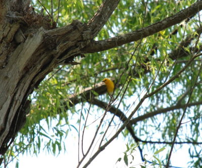 prothonotary Warbler