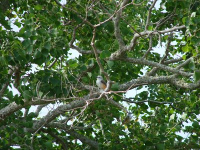 Scissor Tailed flycatcher