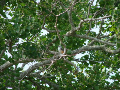 scissor tailed flycatcher