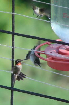 Ruby Throat Hummingbird
