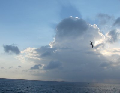 Gull in clouds