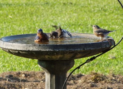 bluebirds in bath