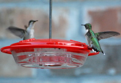 Ruby Throat Hummingbirds