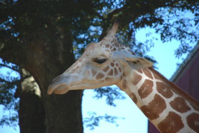 Giraffe