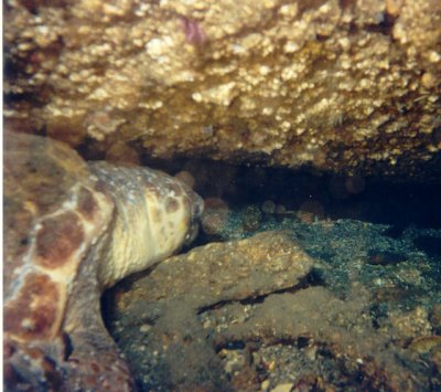 Turtle napping in forward torpedo tube of U-352.
