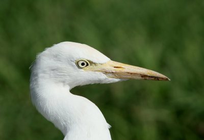 Kohger/Cattle Egrett