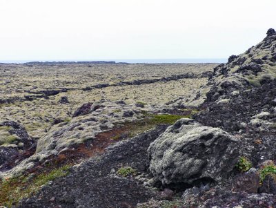Moss covered lava fields