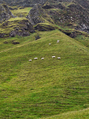 Sheep on every hill