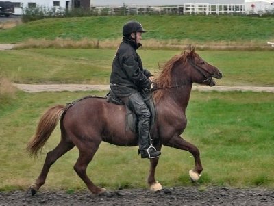 The Iceland Horse