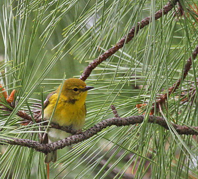 Pine Warbler