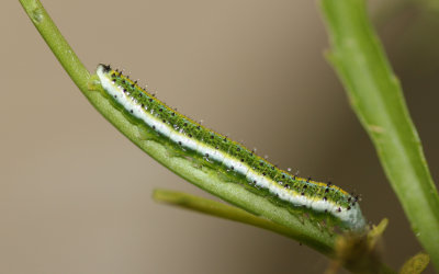 Falcate Orangetip Caterpillar