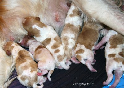 closeup  six pups 072