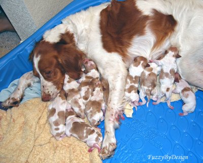  find Waldo   Rubie now has eleven pups