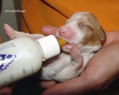 DSC00089  bottle feeding waldo sample copy.jpg