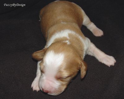DSC00104 pup 1 front view markings sample copy.jpg