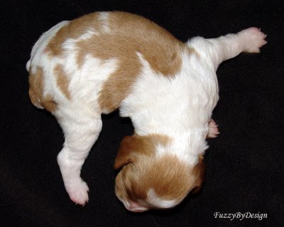 DSC00105  pup 2 top view markings sample copy.jpg