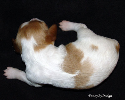 DSC00108 pup 3 top view markings sample.jpg
