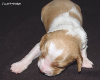 DSC00113 pup 4 front view markings sample.jpg