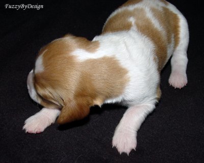 DSC00114 pup 5 front view sample copy.jpg