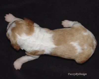 DSC00117 pup 6 top view markings sample copy.jpg