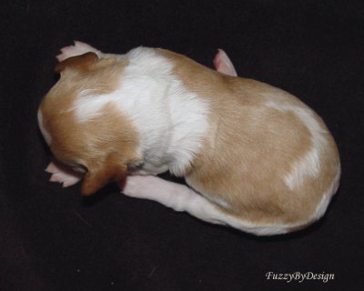 DSC00119 pup 8 top view sample copy.jpg
