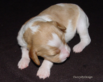 DSC00120 pup 8 front view sample copy.jpg