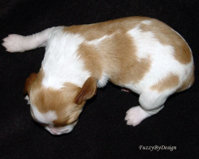 DSC00122 pup 9 top view sample copy.jpg