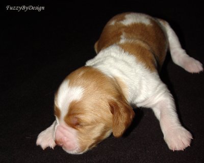 DSC00123 pup 10 front view sample copy.jpg