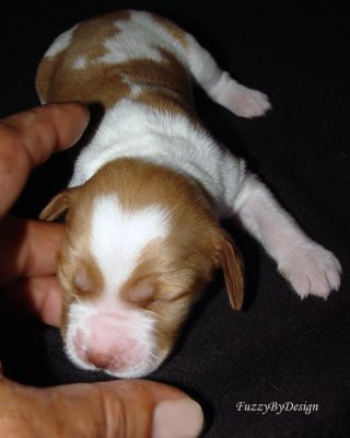 dsc00124 puppy 10 front and top view sample copy.jpg