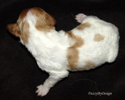 DSC00126 pup 11 Waldo top view sample copy.jpg